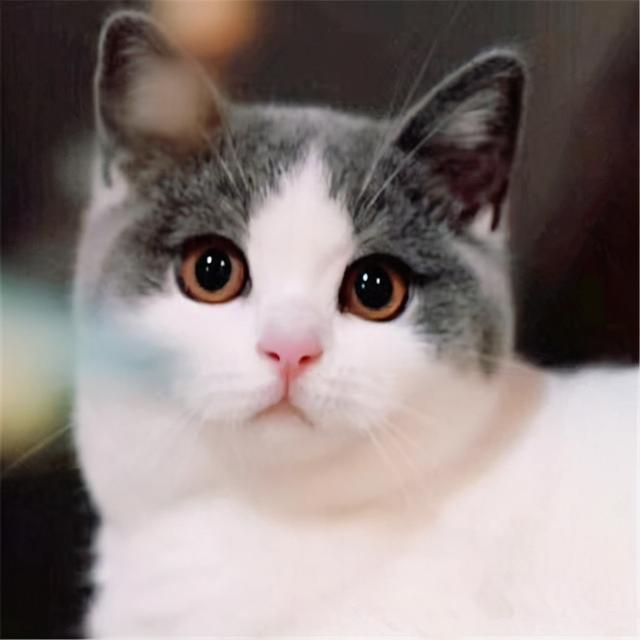 猫咪上火的症状，幼猫上火是什么症状（不用慌，教你降火小妙招）