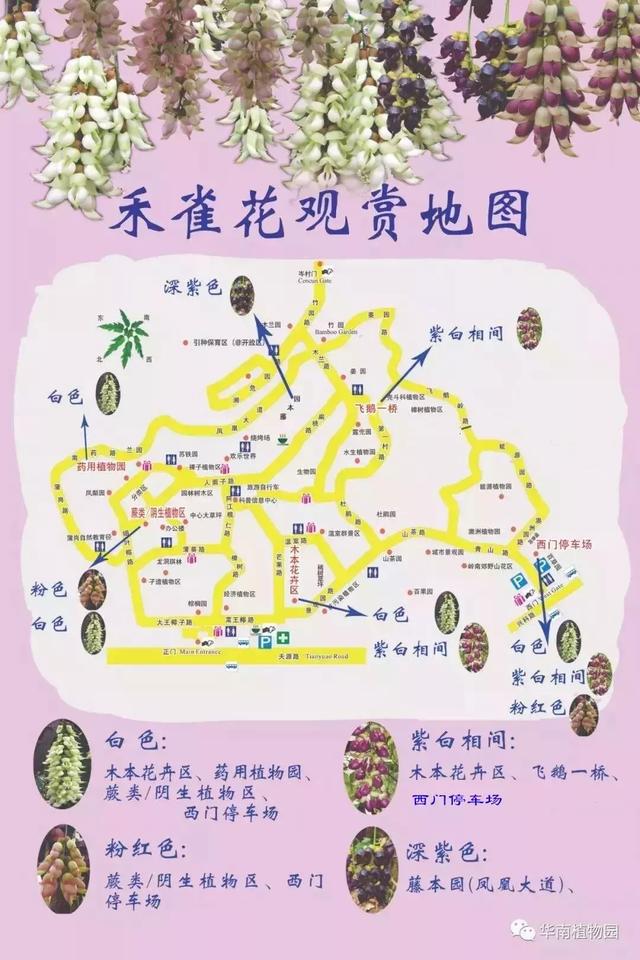 广州禾雀花观赏地，禾雀花美翻三月天
