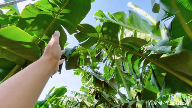 硇洲岛旅游攻略，湛江硇洲岛景点（探秘南极村+硇洲岛+东海岛+特呈岛）