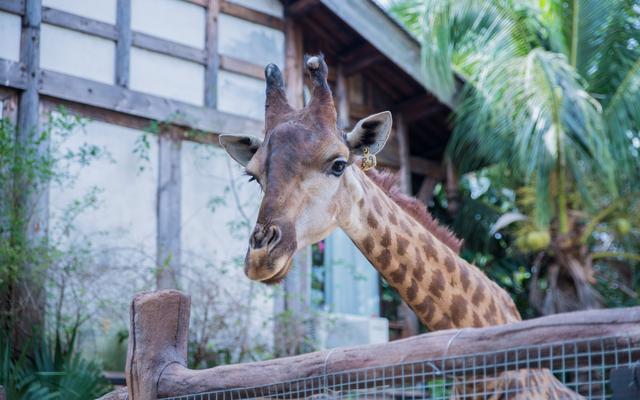 常州野生动物园，常州淹城野生动物园现状