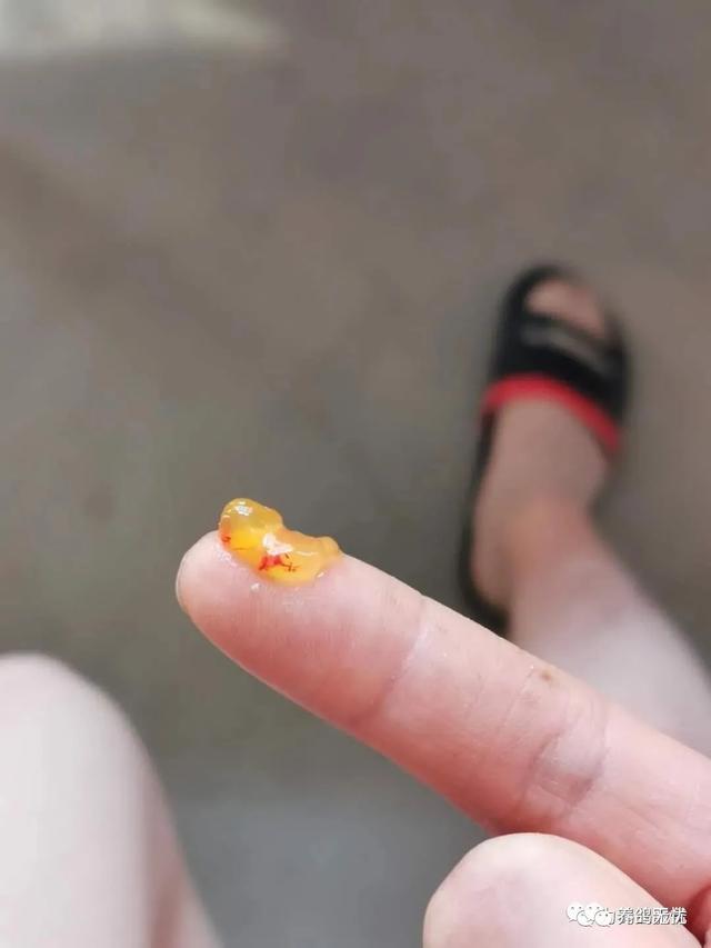 鸽子毛滴虫症状，毛滴虫是怎么样的症状（鸽子常见的四种寄生虫病）