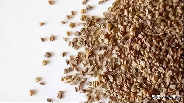 茄子种子催芽方法，蔬菜种子催芽有几种方法