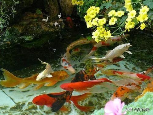 自制庭院小鱼池，手把手教你建室外鱼池