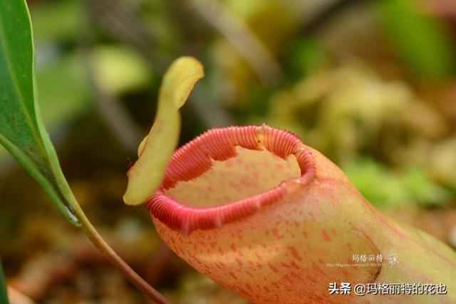 通向死亡的甜蜜诱惑，什么猪笼草是最好养（大量吸食它，可致人瘫痪、死亡）