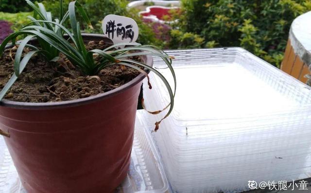 养花换个方法长得更旺，养花小技巧让你从新手到高手