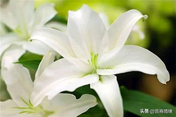 各种百合花的花语，不同数量的百合花的含义都不一样哦