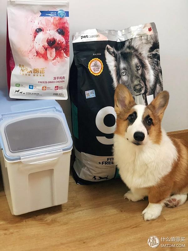 可爱的柯基怎么养成的，一步到位教你养好柯基狗