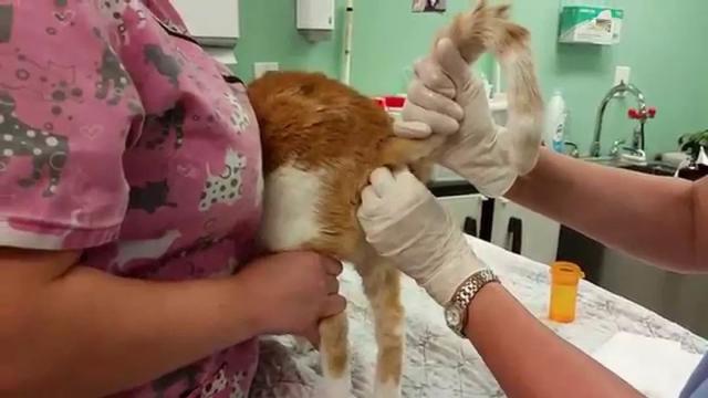 猫肛门腺怎么处理，猫咪究竟要不要挤肛门腺