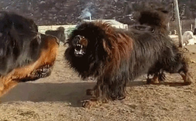 藏獒和狼谁厉害，藏獒和狼单打谁强（结果就清楚了许多）