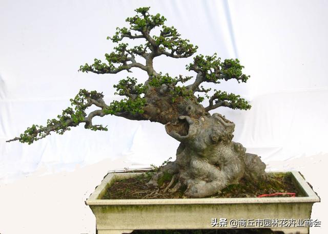 黄杨盆景的养殖方法，黄杨盆景枯死