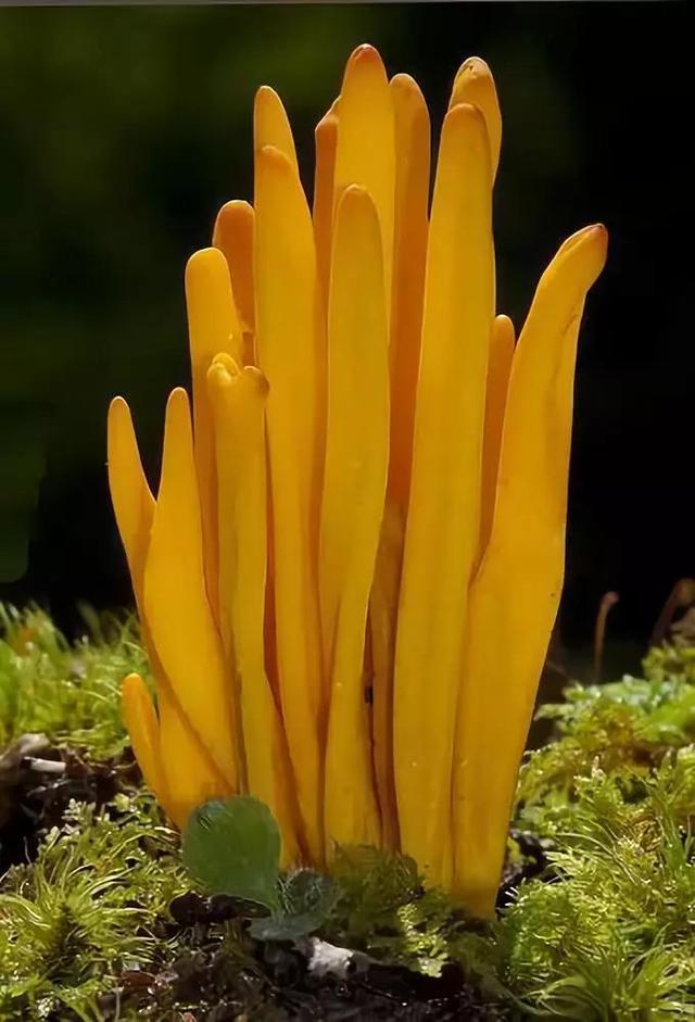 美丽的蘑菇大自然的杰作，草地上各种各样的蘑菇