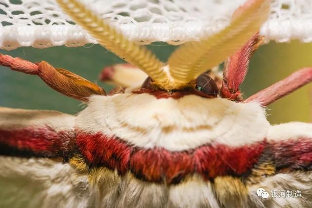 有哪些常见的飞蛾，自然记录蛾生一瞬