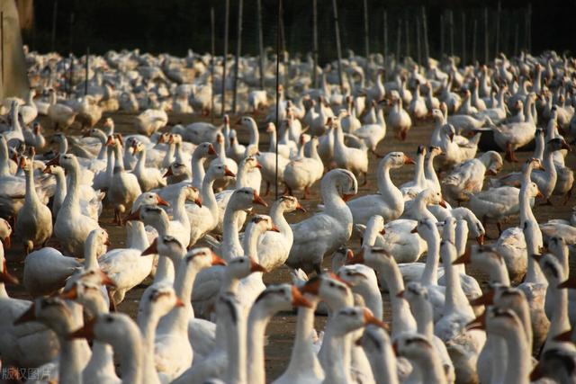 养殖鹅一只鹅的利润一年多少，农村小伙养2000只