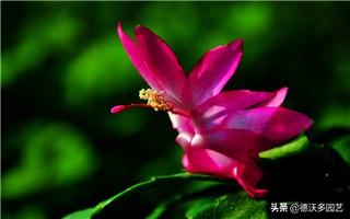 蟹爪莲是怎么养的，蟹爪兰怎么养