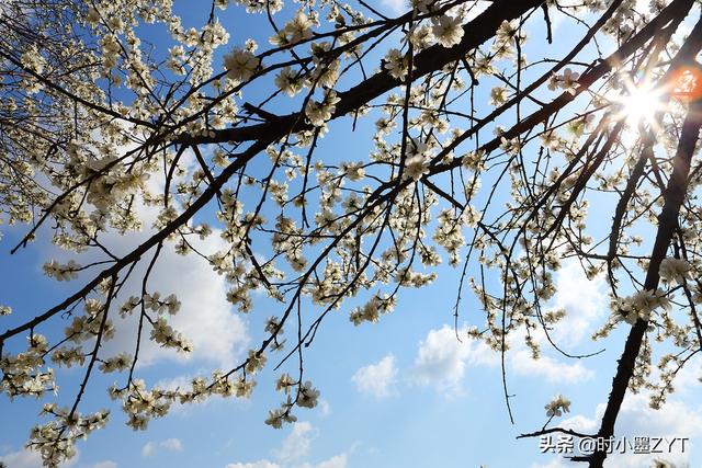 三月春风似剪刀的诗词，诗词里的三月如沐春风