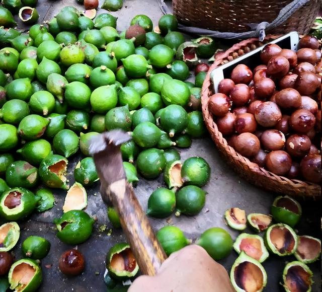 夏威夷果长什么样，原来夏威夷果是长这样的（夏威夷果：“名不副实”的坚果）