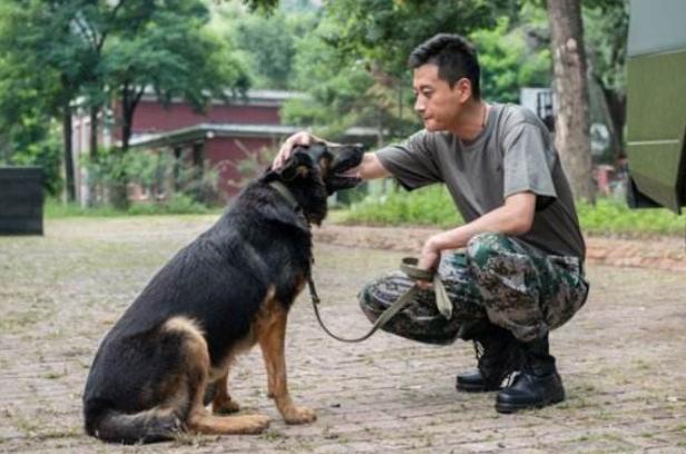 训犬的正确方法和忌讳，训练狗子要用正确的方法