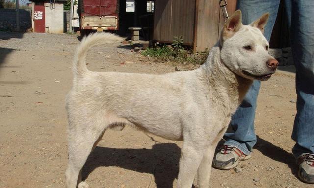 适合家养的小型犬，适合家养的小型犬哪些比较好呢（受欢迎的10种小型犬）