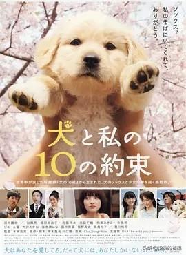 关于狗狗的感人电影，十部温情感人催人泪下的狗狗电影（10部关于狗狗的催泪电影）