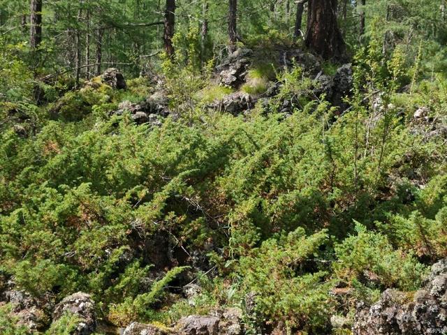 阿尔山自驾游详细攻略，自驾翼虎驱车千里游阿尔山