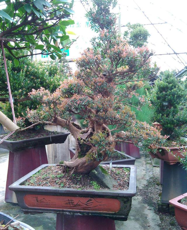 赤楠盆景怎么养，小赤楠盆景怎么养（制作中有哪些细节要注意）