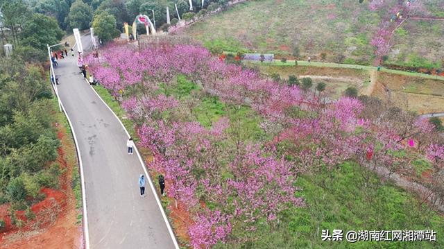 长沙周边赏桃花好去处，湘潭县桃花竞相开放