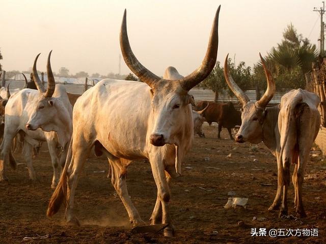 动物的角类型，浅谈哺乳动物的