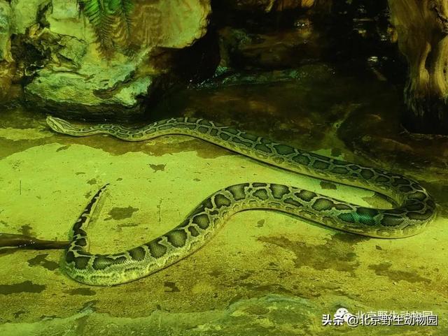 动物的过冬方式，三种小动物过冬方式（躺“棉垫”……看它们如何过冬）