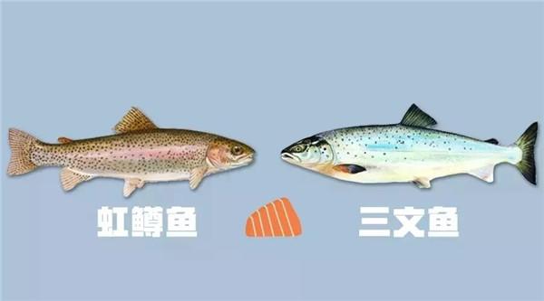 三文鱼和虹鳟鱼的区别看外观，连农国栋师傅都弄错的问题