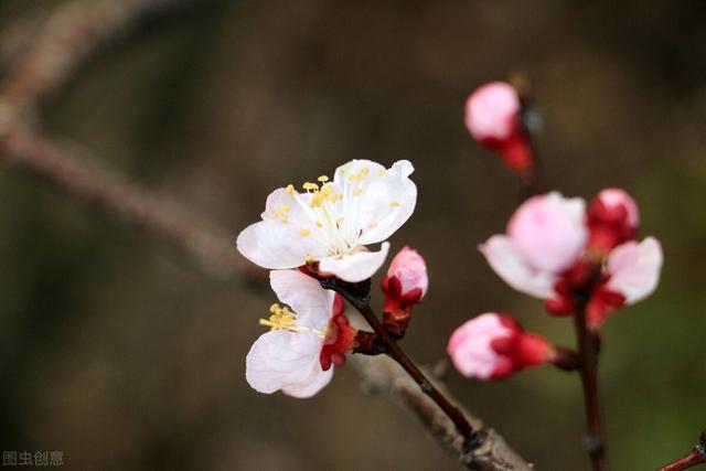 杏花开的时节去赏花，又是一年杏花开