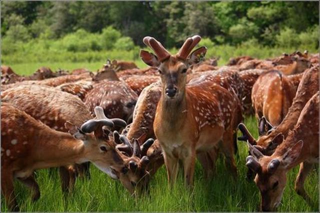 鹿喜欢吃什么蔬菜，为什么吃鹿肉的人却很少