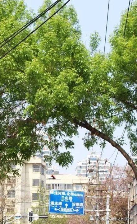 临沂美食排行榜前十名，临沂地方特色美食排行榜前十（谁能代表临沂“烟火味”由您投票来定）