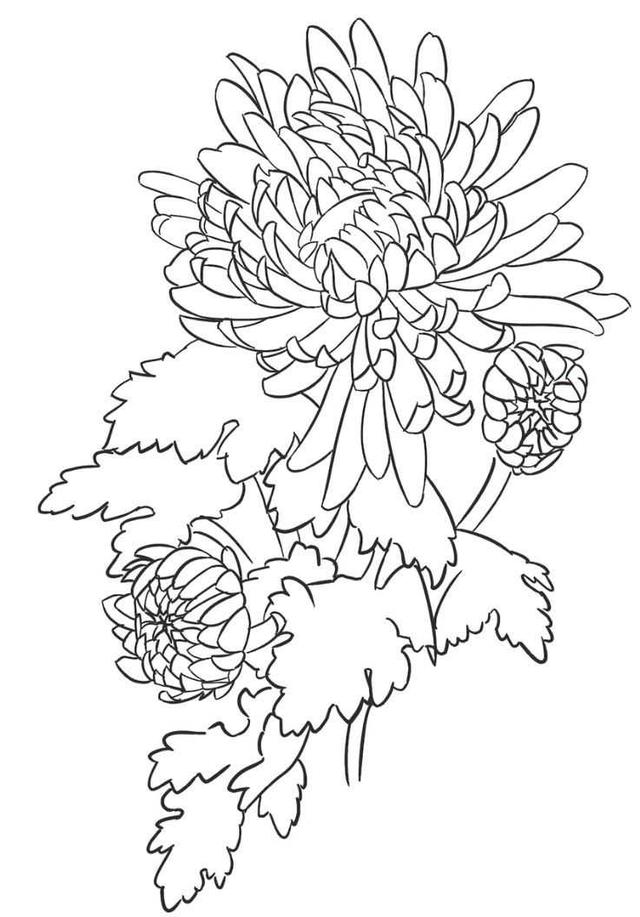 菊花的初学画法，适合零基础学习的菊花三种画法教程