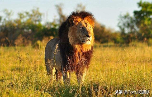 单反相机镜头知识，单反相机镜头知识详解（2023年十大高性价比单反镜头推荐）