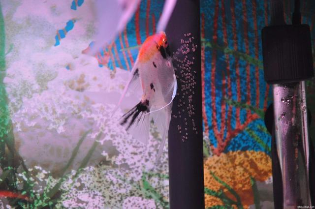 神仙鱼的习性和饲养，神仙鱼，你们认识吗