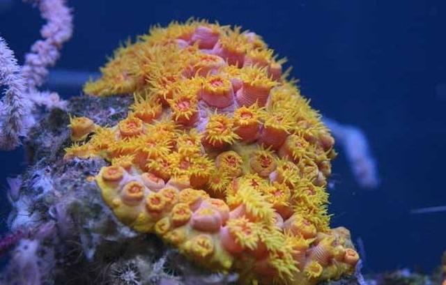 寒武纪时期出现的生物，这个5.14亿年前的生物