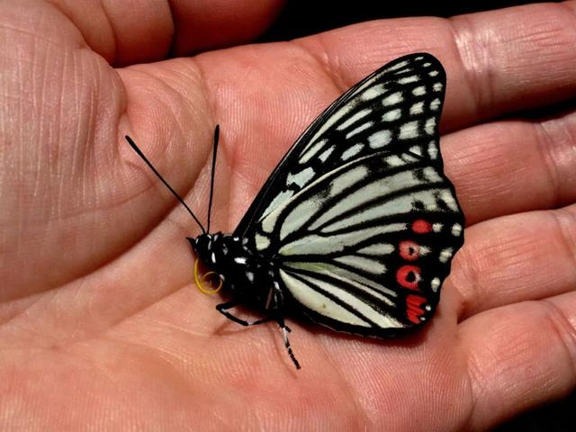 最常见的蝴蝶有哪几种，夏日赏蝶正当时