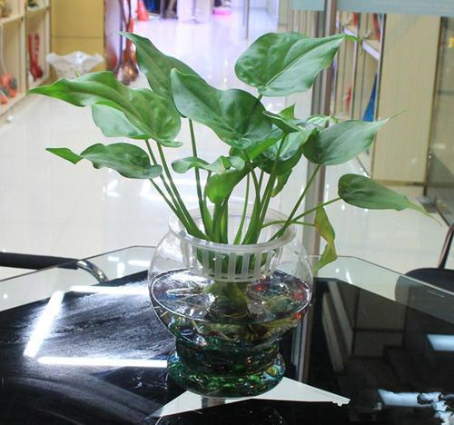 鱼缸适合养的植物，鱼缸里面可以养3种植物