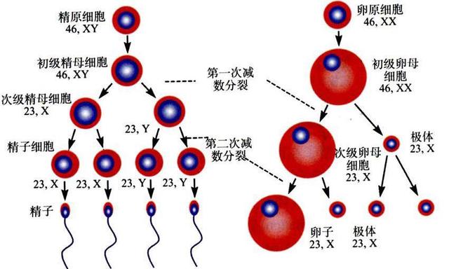 为什么说一滴精十滴血，精子是如何形成的