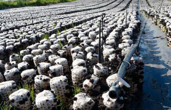 十种木耳种植方法，附塑料袋地栽技术