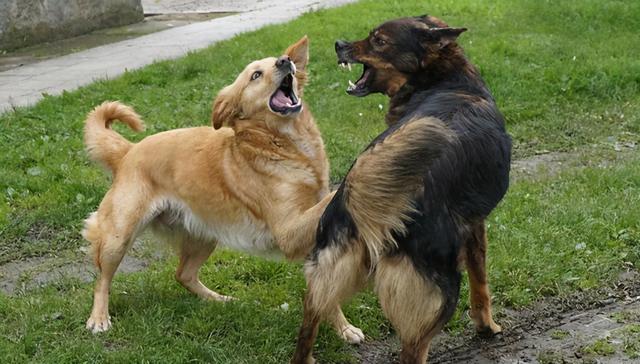 狗狗摇尾巴表示啥意思，狗狗在不同情况的摇尾巴