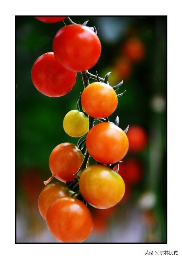 黄色小番茄和圣女果，比传统番茄更好种