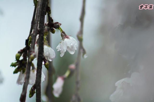最容易成为渣男的五大星座，堪称直男的三大星座