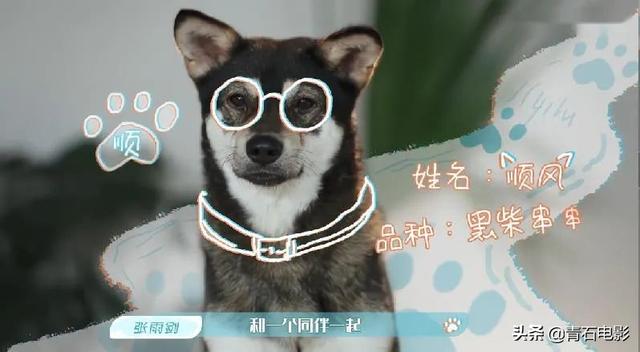 朱正廷养宠物综艺，朱正廷、张雨剑与流浪狗同居的节目