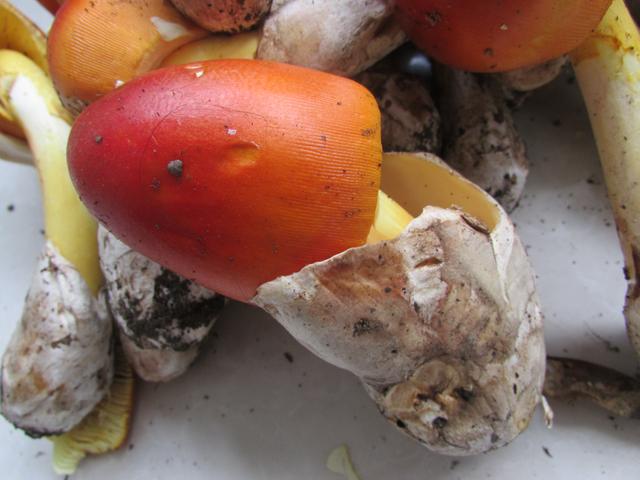 红色的有毒蘑菇有哪几种，颜色鲜艳的蘑菇就是有毒的吗