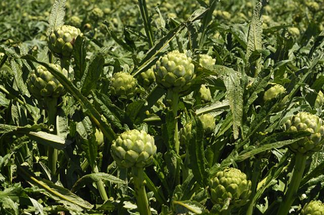 蔬菜价格一览表，农村4种蔬菜价格表（今日河南部分蔬菜最新价格）