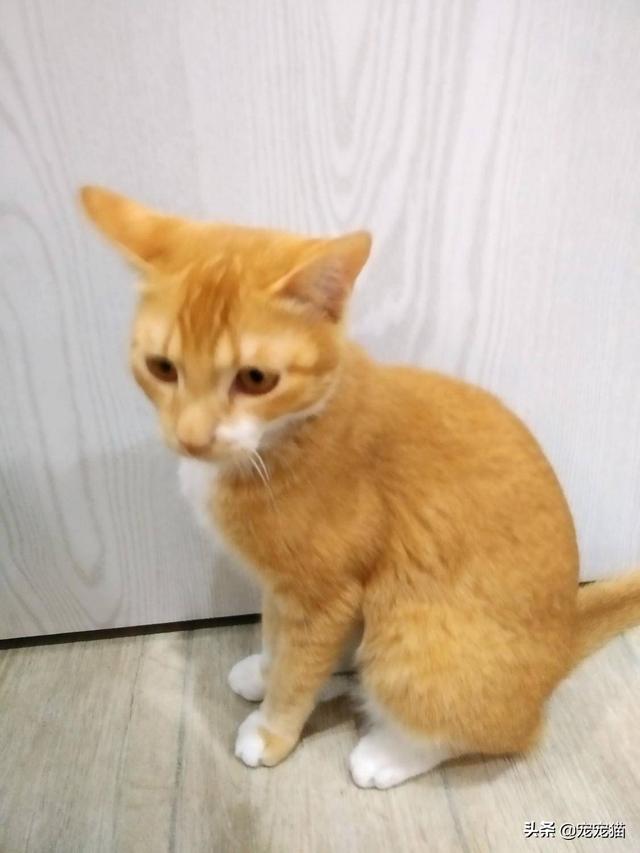 美短猫真的好养吗，养到的人都很幸运