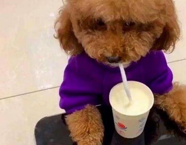 泰迪几个月换牙，泰迪狗一般几个月开始换牙（主人要做好这5点）