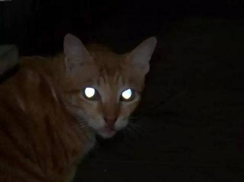 如何分辨猫咪的眼睛有没有瞎，猫咪真的能看见诡异的东西吗