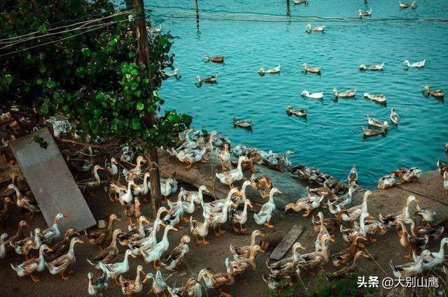 养鸭的7种方法，经验全部告诉你